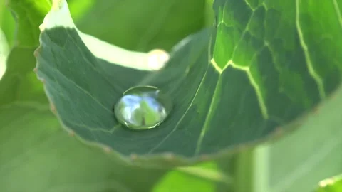 Dew Drops on a Leaf Stock Footage 239643650