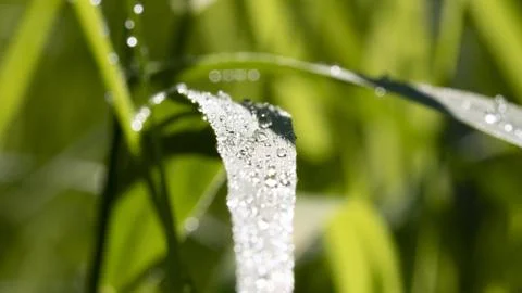 Dew drops on a leaf of grass Stock Photos