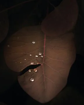 Dew drops on a leaf, moody dark background Stock Photos