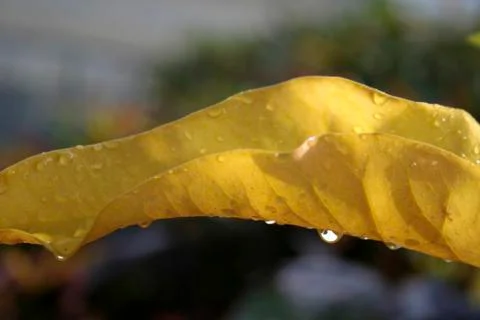 Dew Drops on Leaf Stock Photos