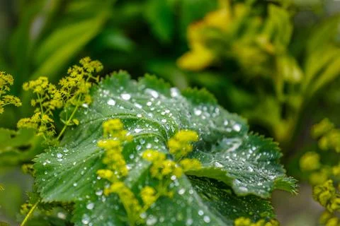 Dew drops on leaf Stock Photos