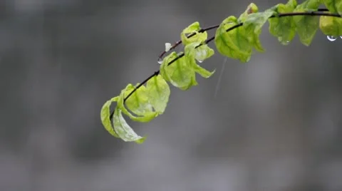 Dew drops from leaf of treetop in rainy day. (HD footage with sound) Stock Footage 21996264