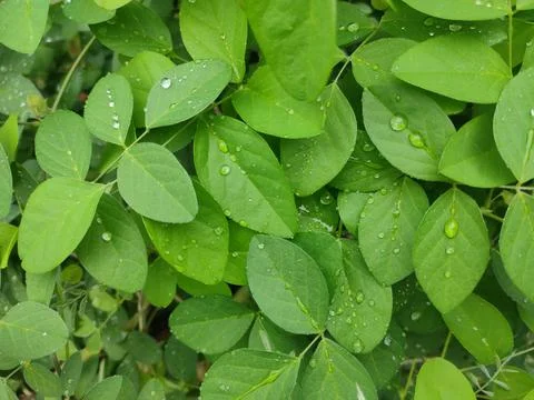 Dew drops on leafs Stock Photos