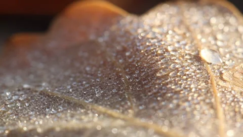 Dew drops on a leave macro closeup Stock Footage 148488439