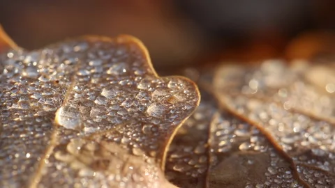 Dew drops on leaves 2 Video stock 148488178