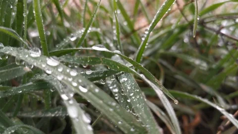 Dew drops on leaves close -up 4K Video stock 125822267