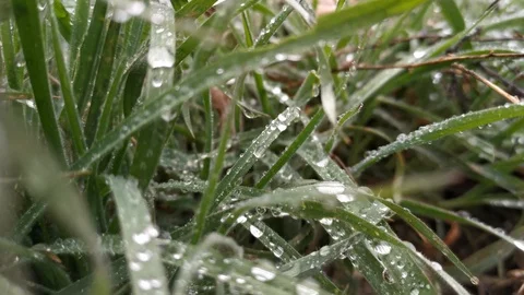 Dew drops on leaves close -up 4K Vídeos de archivo 125822416