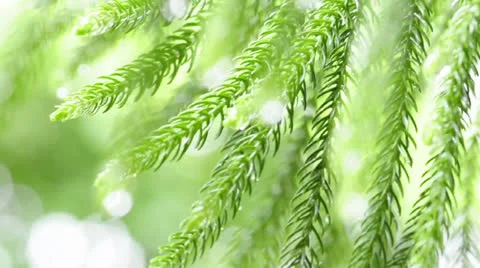 Dew drops on leaves Stock-Footage 22494414