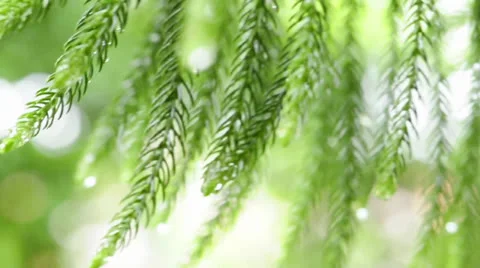 Dew-drops on leaves Stock-Footage 22494612