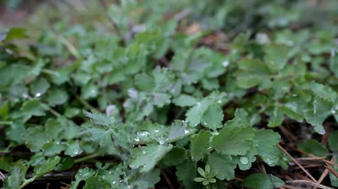 Dew drops on the leaves Stock Footage 51553125