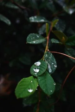 Dew drops on the leaves Stock-Fotos