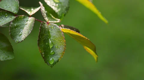 Dew Drops On The Leaves Of Roses. RAW Video 1 Stock Footage 28697894