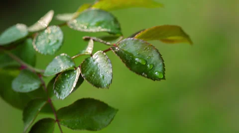 Dew Drops On The Leaves Of Roses. RAW Video 3 Stock Footage 28698299