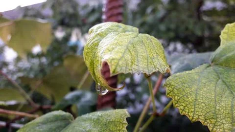 Dew drops on leaves, in a soft light green background. Round transparent drop of Stock Photos
