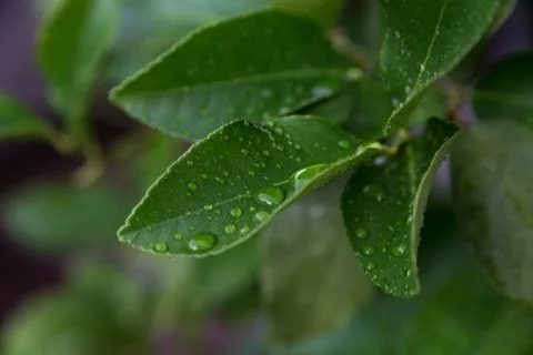 Dew drops on a lemon leaf Stock Photos