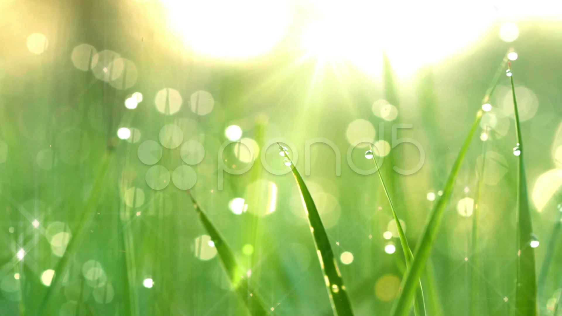 dew drops in lights on green grass. shot... | Stock Video | Pond5