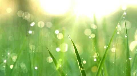 Dew drops in lights on green grass. shot with slider. Stock Footage