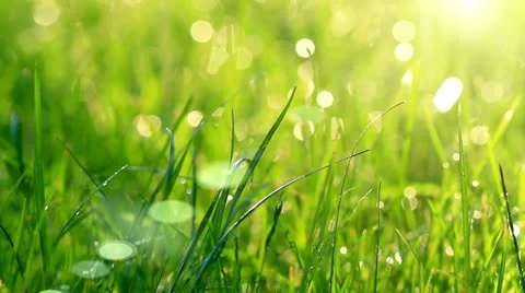Dew drops in lights on green grass. Stock Footage 11115720
