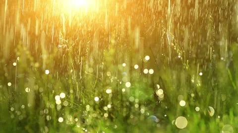 Dew drops in lights on green grass. Stock Footage 11133090