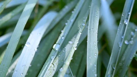 Dew drops in lights on green grass. Macro shooting Stock Footage 71251416