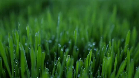 Dew drops in lights on green grass in the morning Stock Footage 80122591