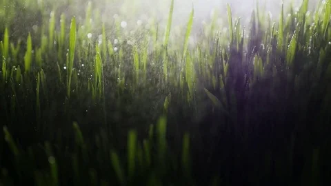 Dew drops in lights on green grass in the morning Stock Footage 80122662