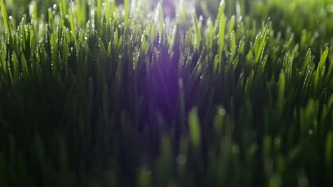 Dew drops in lights on green grass in the morning Stock Footage 80122802