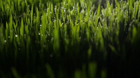 Dew drops in lights on green grass in the morning Stock Footage 80122936