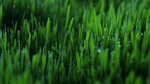 Dew drops in lights on green grass in the morning Stock Footage 80123022