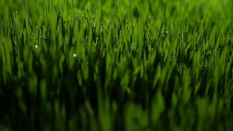 Dew drops in lights on green grass in the morning Stock Footage 80123056