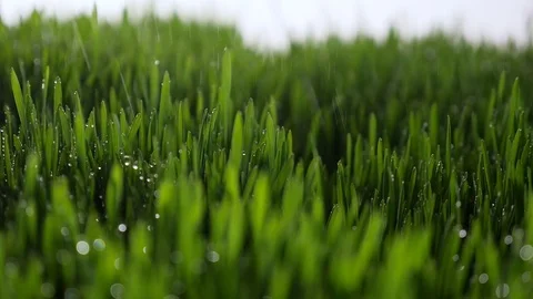 Dew drops in lights on green grass in the morning Stock Footage 80123085