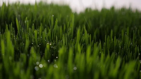 Dew drops in lights on green grass in the morning Stock Footage 80123109