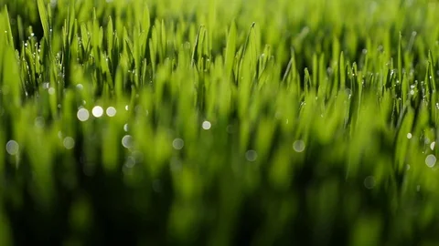 Dew drops in lights on green grass in the morning Stock Footage 80123139
