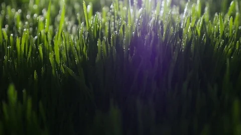 Dew drops in lights on green grass in the morning Stock Footage 80123222