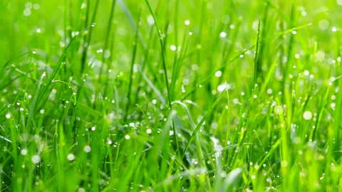 Dew drops in lights on green grass. shot with slider. Stock Footage 90476394