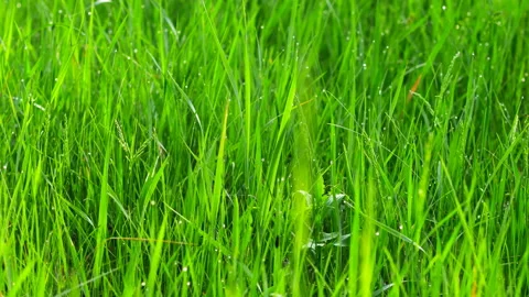Dew drops in lights on green grass. shot with slider. Stock Footage 91130995