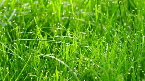 Dew drops in lights on green grass. shot with slider. Stock Footage 91675418