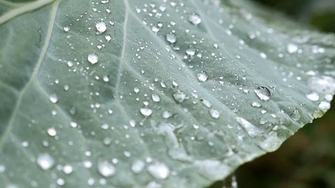 Dew drops in lights on green leaf. Macro shooting Stock Footage 71252691