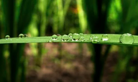 Dew drops on long grass leaf Stock-Fotos