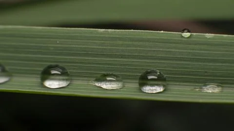 Dew Drops on Long Green Leaf Stock Photos