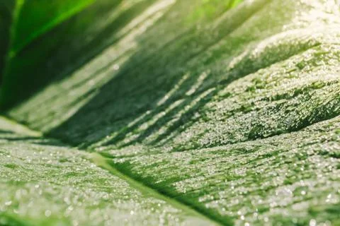 Dew drops on lotus leaf Foto stock