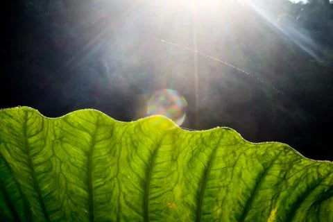 Dew drops on lotus leaf Foto stock