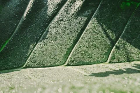 Dew drops on lotus leaf Foto stock