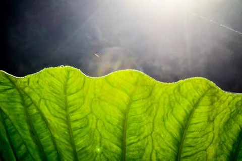 Dew drops on lotus leaf Stock Photos
