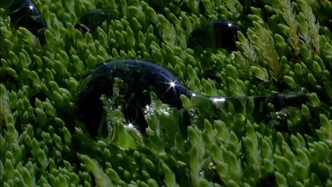 Dew Drops on Lush Green Moss, Macro Close-Up Stock Footage 327193767