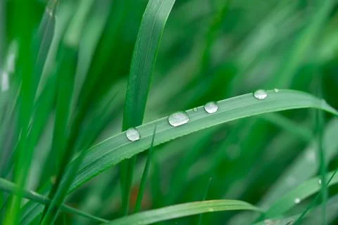 Dew drops on a meadow bluegrass leaf 写真素材