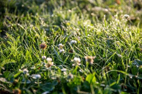 Dew drops in meadow with clover. Stock Photos