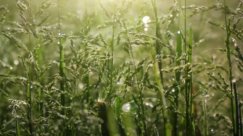 Dew Drops on Morning Grass Stock Footage 90349619