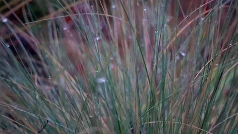 Dew drops in the morning on the stems of grass. Stock Footage 84414819