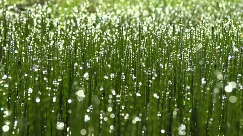 Dew Drops In The Morning On The Stems Of Grass. Stock Footage 197048084
